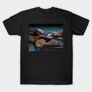 Snuggling Seals Pier 39 San Francisco T-Shirt